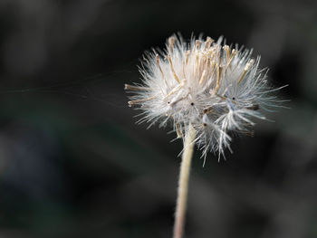 Close-up of wilted dandelion flower