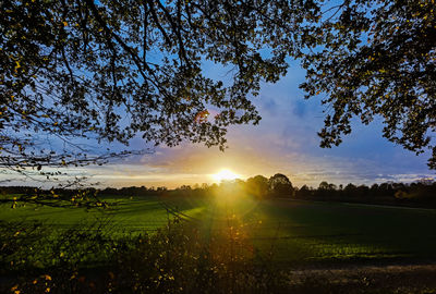 Sunlight streaming through trees on field against sky at sunset