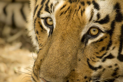 Close-up portrait of a tiger