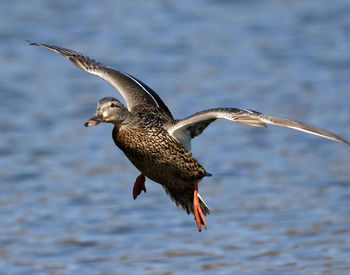 Bird flying over sea