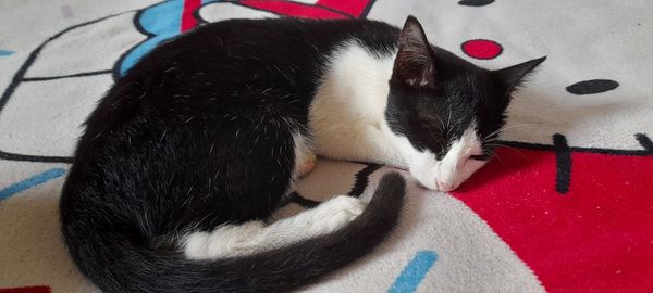 High angle view of cat sleeping on bed