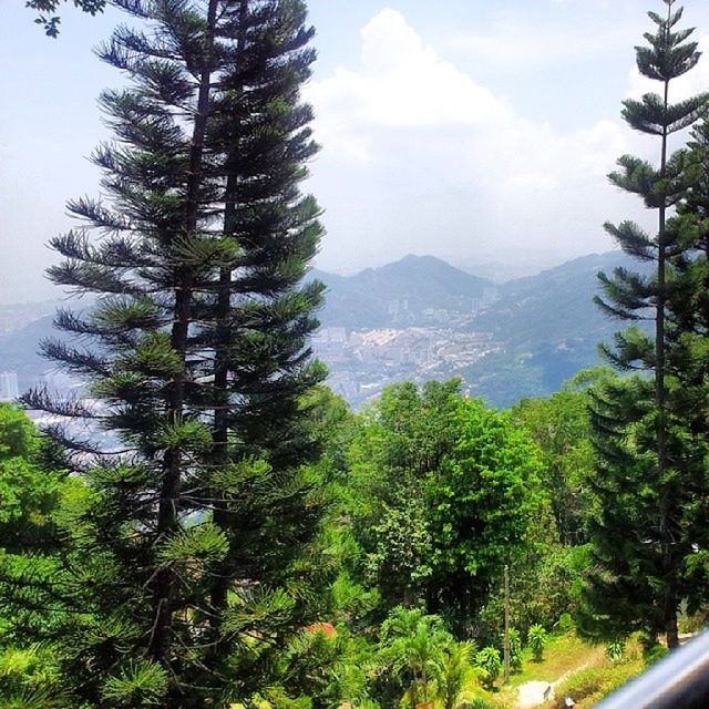 tree, mountain, sky, growth, scenics, nature, beauty in nature, tranquility, tranquil scene, transportation, road, green color, palm tree, day, landscape, cloud, mountain range, no people, cloud - sky, outdoors