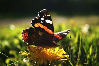 Close-up of butterfly on flower