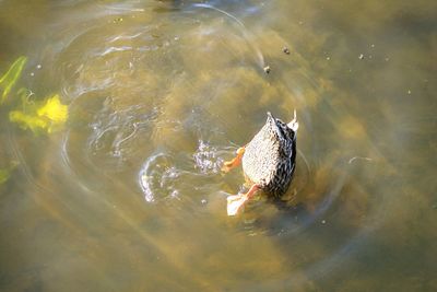 High angle view of duck swimming in water