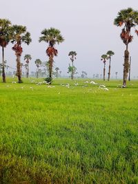 Scenic view of palm trees on field against sky