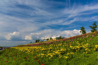 Scenic view of flowering plants on field against sky