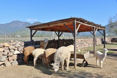 Horses on mountain against clear sky