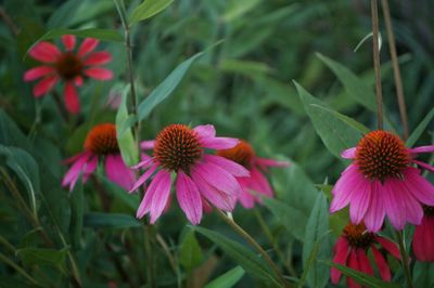 Close-up of eastern purple coneflowers blooming outdoors