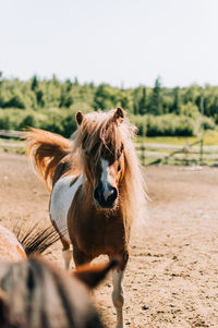 Horse on a field