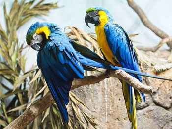 View of birds perching on tree