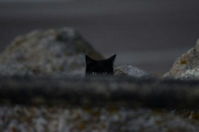 Close-up of cat