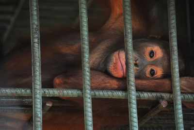 Portrait of monkey relaxing in cage