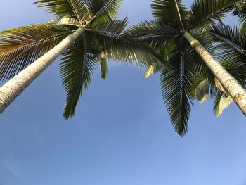 Low angle view of palm tree against clear blue sky