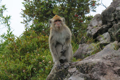 The monkey on mount lawu is looking at you, indonesia