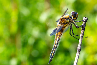 Close-up of insect on plant