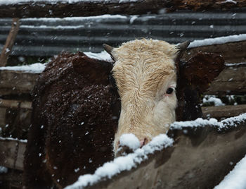 Portrait of cow on snow during winter