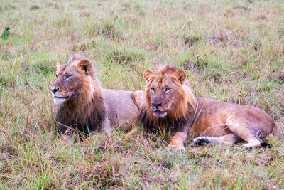 Lioness sitting on field