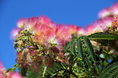 Close-up of pink flowering plant against sky