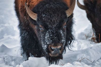 Snow faced bison in yellowstone national park