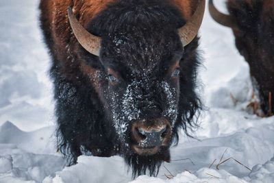 Close-up of a horse on snow