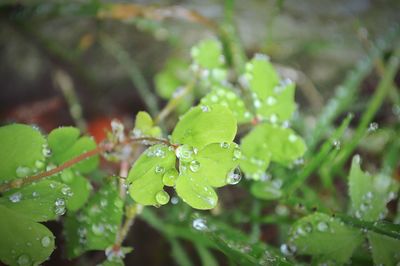 Close-up of water drops on leaves