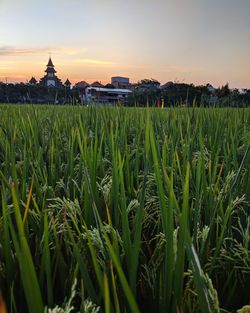 Crops growing on field against sky during sunset