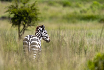 A zebra stands in the tall grass and looks in our direction