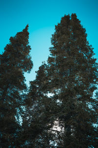 Low angle view of trees against sky