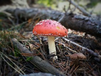 Close-up of mushrooms growing on field