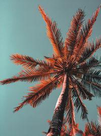 Low angle view of coconut palm tree against sky