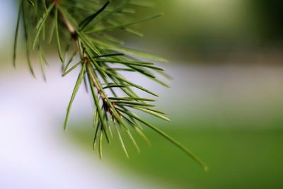 Close-up of a plant