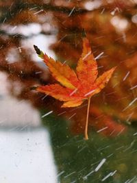 High angle view of maple leaf on tree during autumn