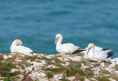 Seagulls perching on a sea