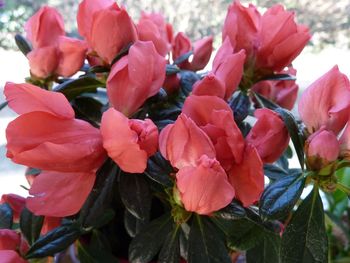 Close-up of pink flowers blooming outdoors