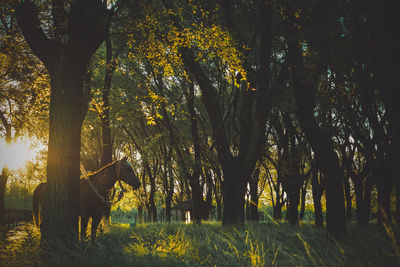 Horse by tree in forest