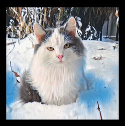 Portrait of cat on snow