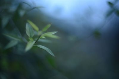 Close-up of plant against blurred background