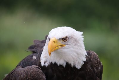 Close-up of eagle against blurred background