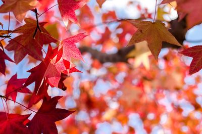 Close-up of maple leaves on tree