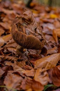 Close-up of dried leaves on field