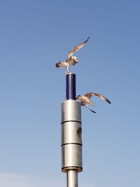 Low angle view of seagull flying against sky