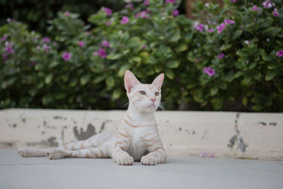 Portrait of a cat looking away