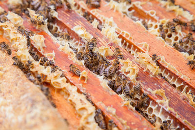 Close-up of bee on rock