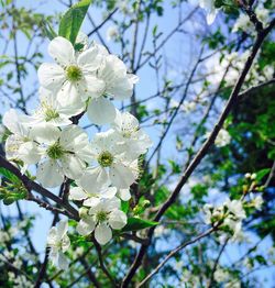 Low angle view of cherry blossoms