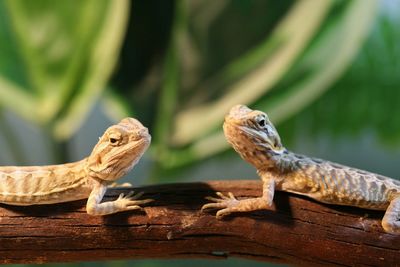 Close-up of lizard on wood