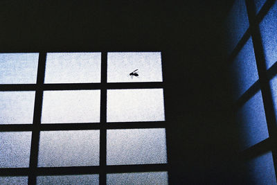 Close-up of insect on window