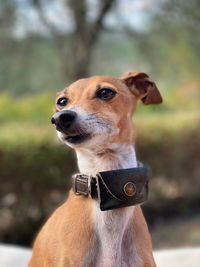 Close-up of dog looking away