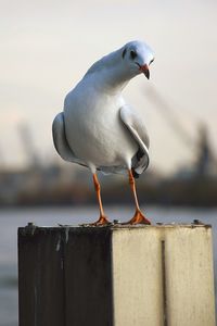 Close-up of seagull perching on retaining wall