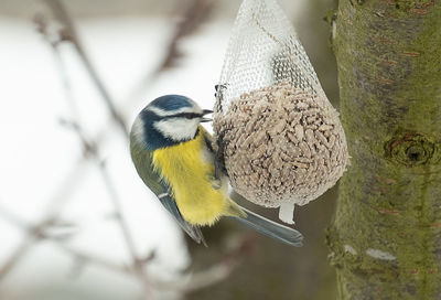 Close-up of bird perching on tree