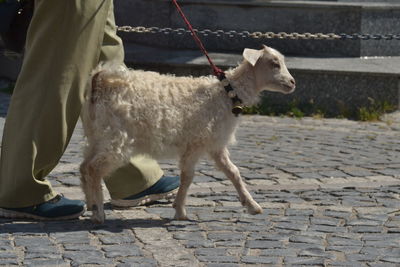 Dog standing on footpath